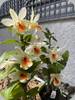 Den. Christy Dawn Shang Guest AM/AOS